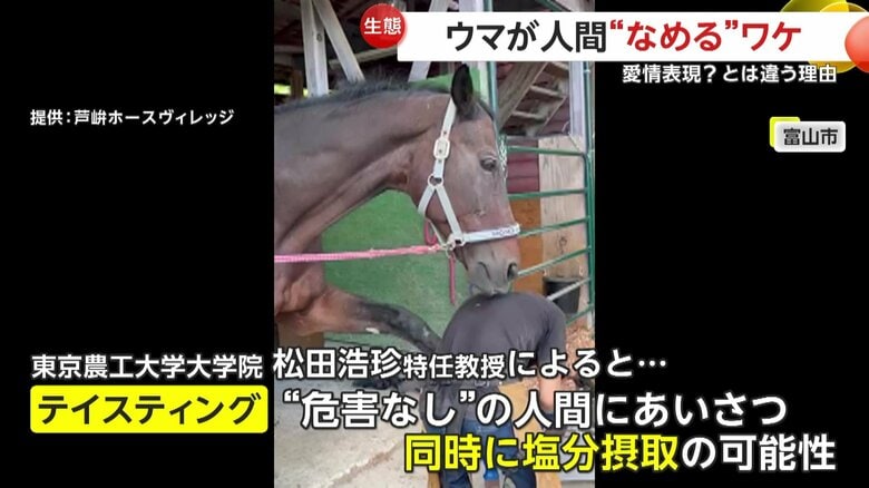 馬がなめるのは「テイスティング」という行動