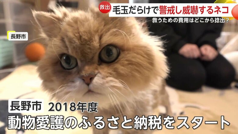 誰かの納税で治療することができた雷くん（映像提供：長野市動物愛護センター）