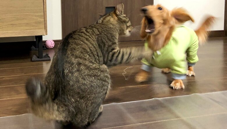 パンチにびっくりする、ボンくんだが…