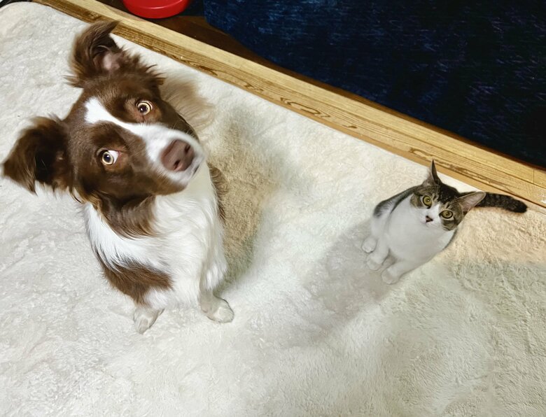 左：ゆにちゃん　右：メッシくん（提供：ゆに＆メッシさん）