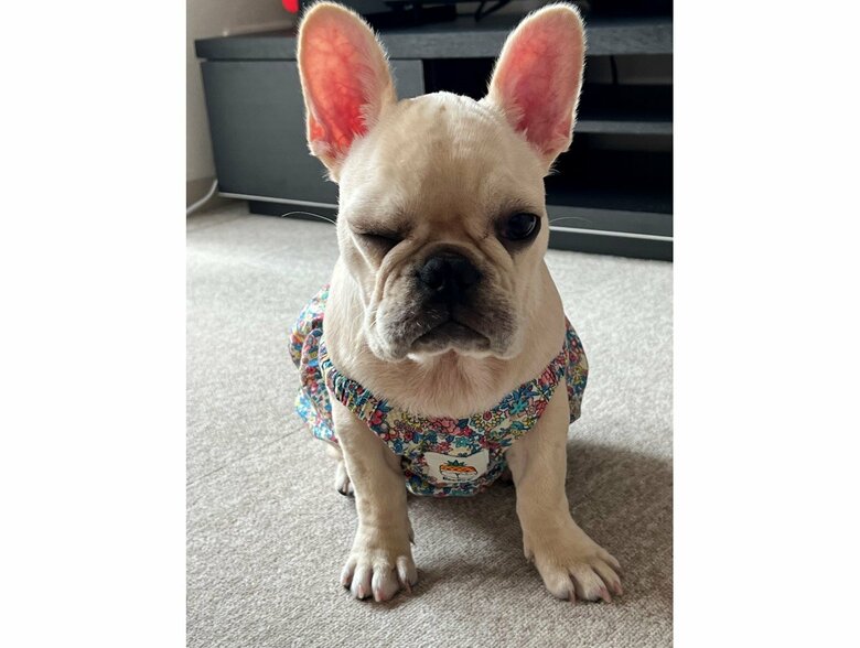 提供：みるくちゃん