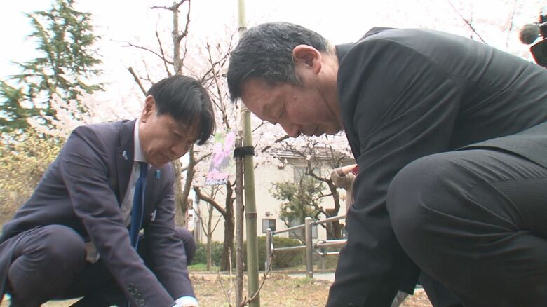 めぐみさんの同級生が桜を植樹