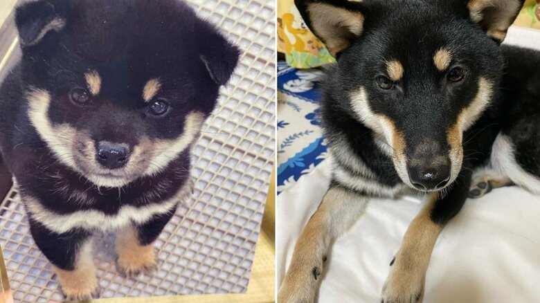 子犬時代と成長した姿