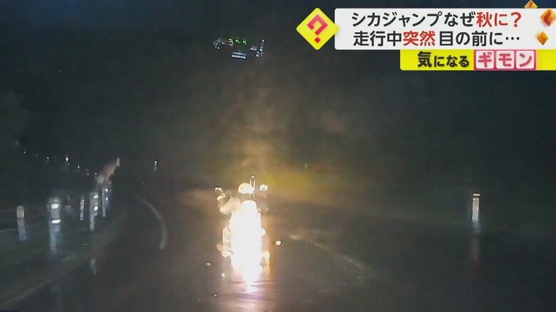 シカがガードレールを跳び越え、バイクの前を走り抜ける瞬間②