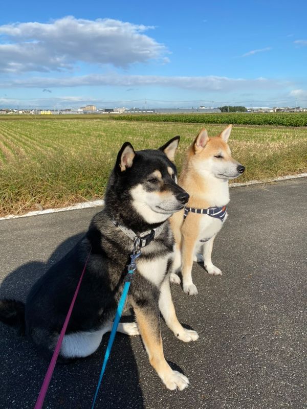 提供：柴犬むさしとこじろうさん