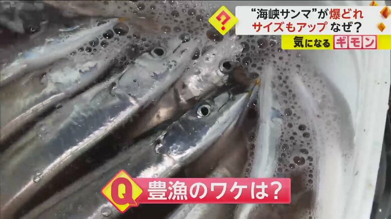 水揚げされたサンマ。海水温が高かった影響が、豊漁の原因とみられている