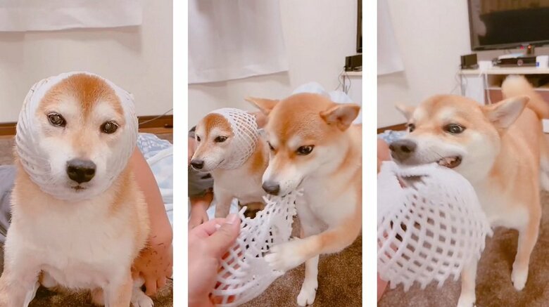 フルーツキャップをかぶせてみた　大人しいムックくんに、かじりつくミントちゃん