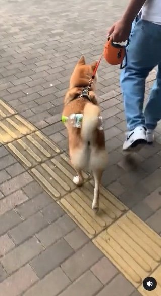 提供：柴犬 しんさん