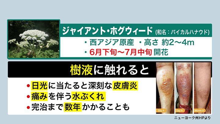 樹液に触れ日光に当たると、激しい皮膚炎などを引き起こす