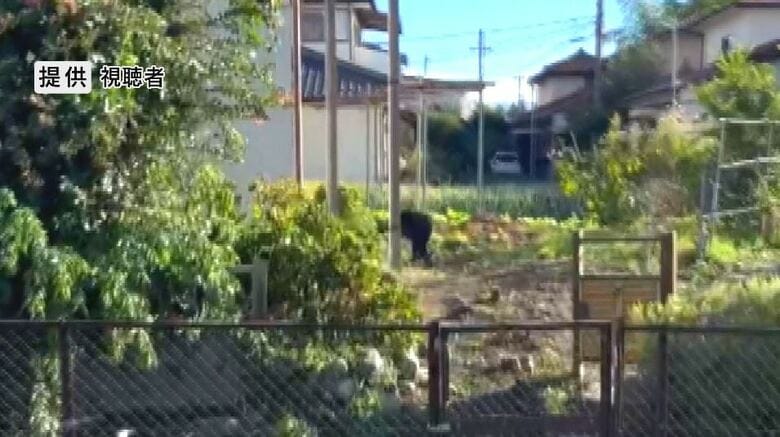 クマが民家の敷地に出没（提供視聴者）