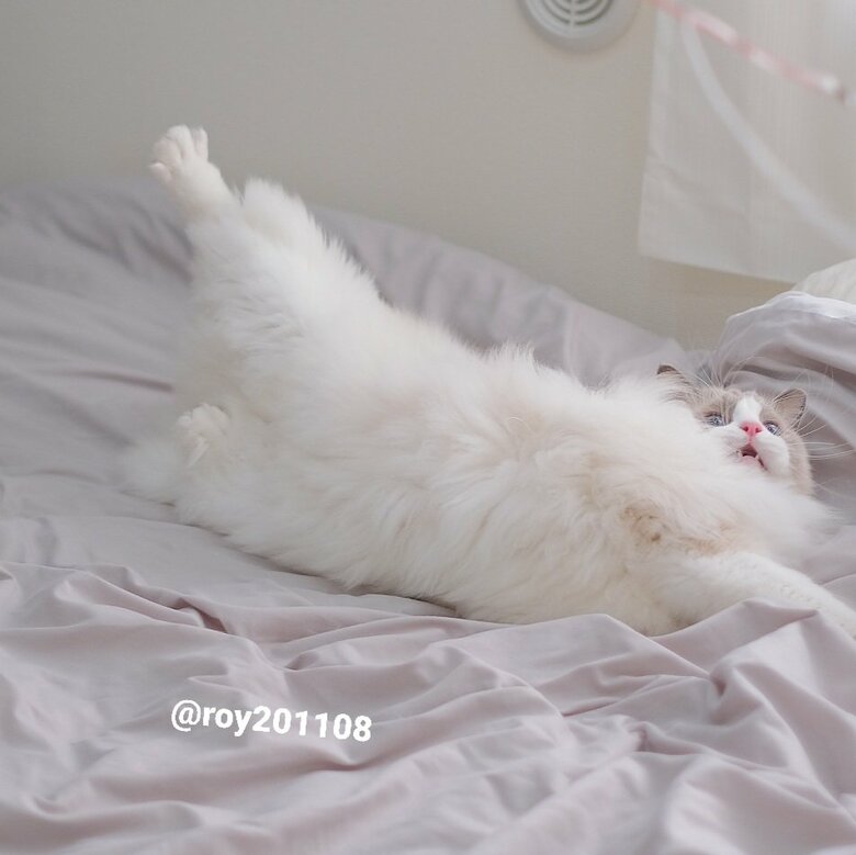 提供：ロイくん@roy201108さん