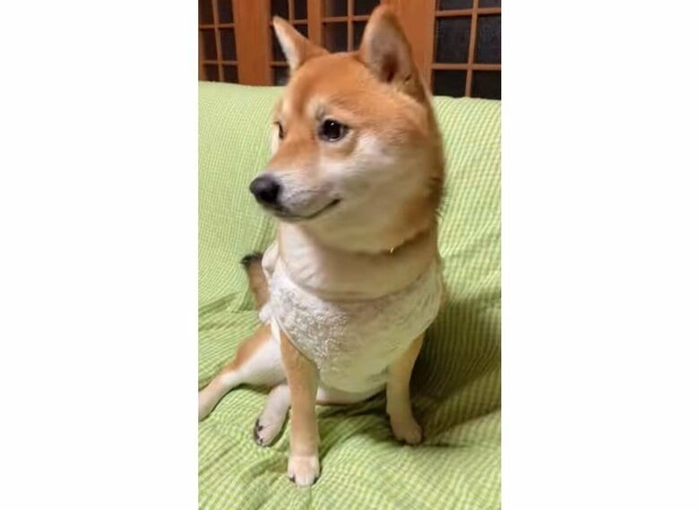 パジャマを着てドアが開くのを待っている（提供：shiba_mugi_さん）