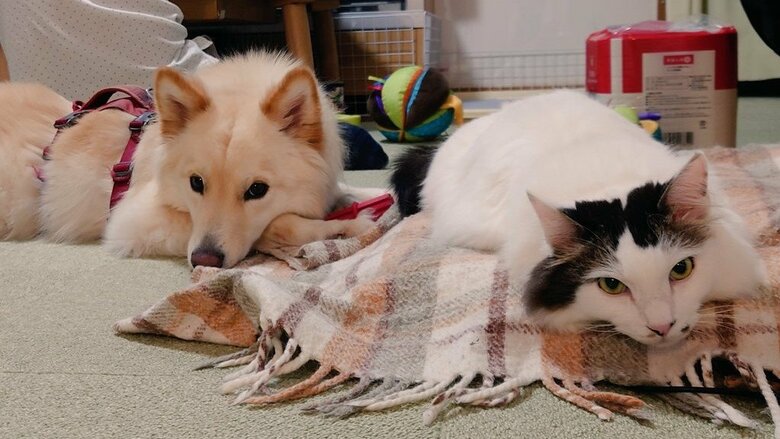 猫ちゃんとの一枚