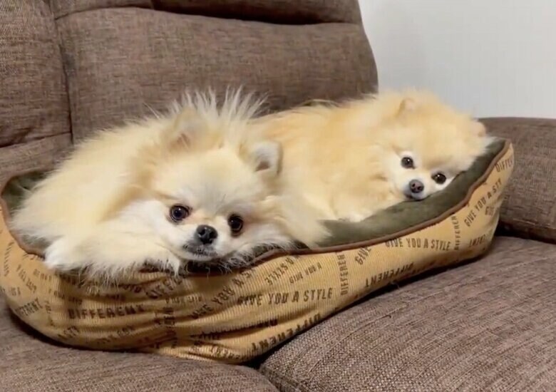 左：クララちゃん 右：マリンちゃん（提供：愉快な3姉妹ポメラニアンちゃんねるさん）