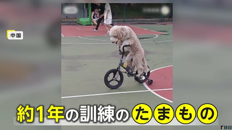 約1年間の訓練を受け、自転車に乗れるようになった天才犬の「来福」