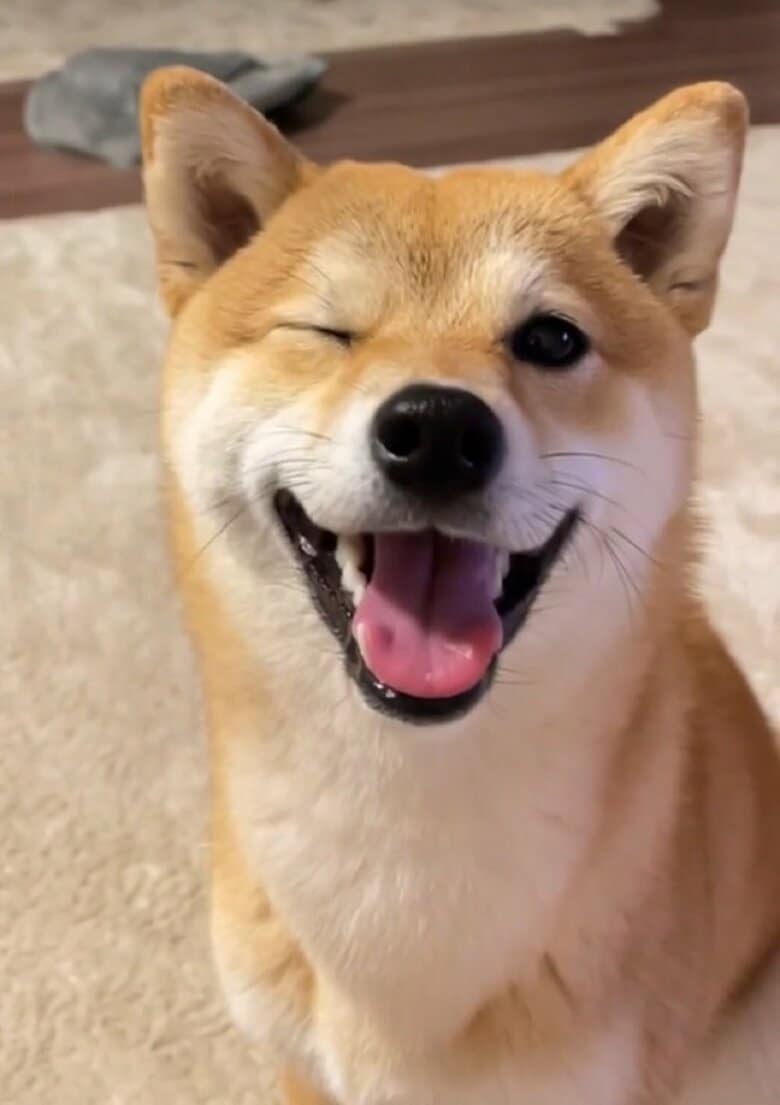マメちゃん