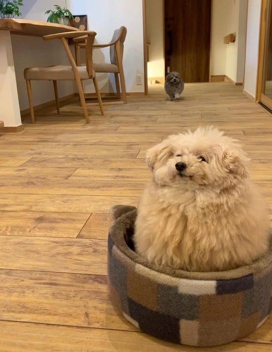 提供：＠tsuru_323さん