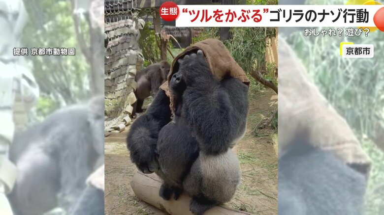 京都市動物園で、植物のツルをまとったオスのゴリラ