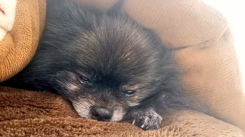 すやすやな様子