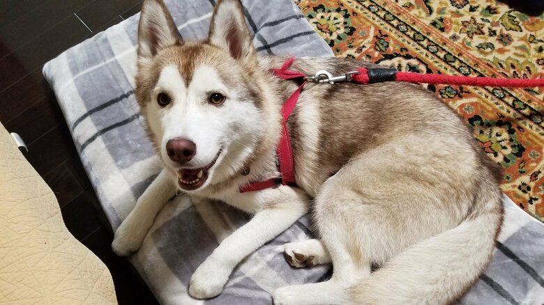 ゆづくんの布団で眠るオリーブちゃん