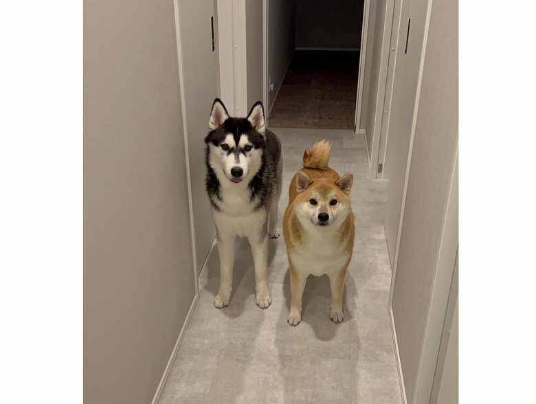 写真　左：おこめくん　右：おもちくん（提供：柴リアンハスキーもちごめ兄弟さん）