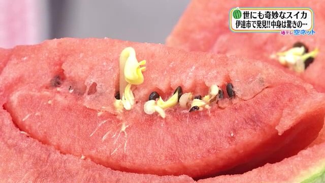 一同驚愕　スイカの種からモヤシ？