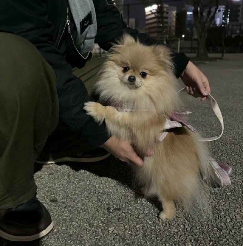警戒心が強いなごみちゃん　物音がして「抱っこして」となっている様子