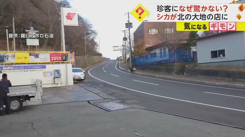道路を走っていく野生のシカ