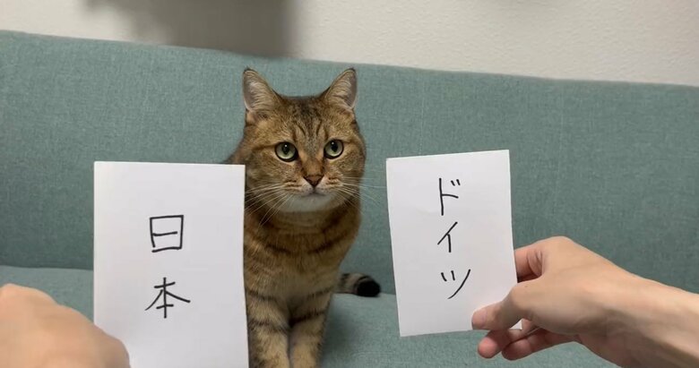 提供：みにら日記-MiniraDiary-さん