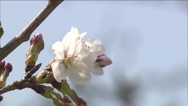 「例年と比べるとかなり早い」気象台が福島市で“サクラ開花宣言”