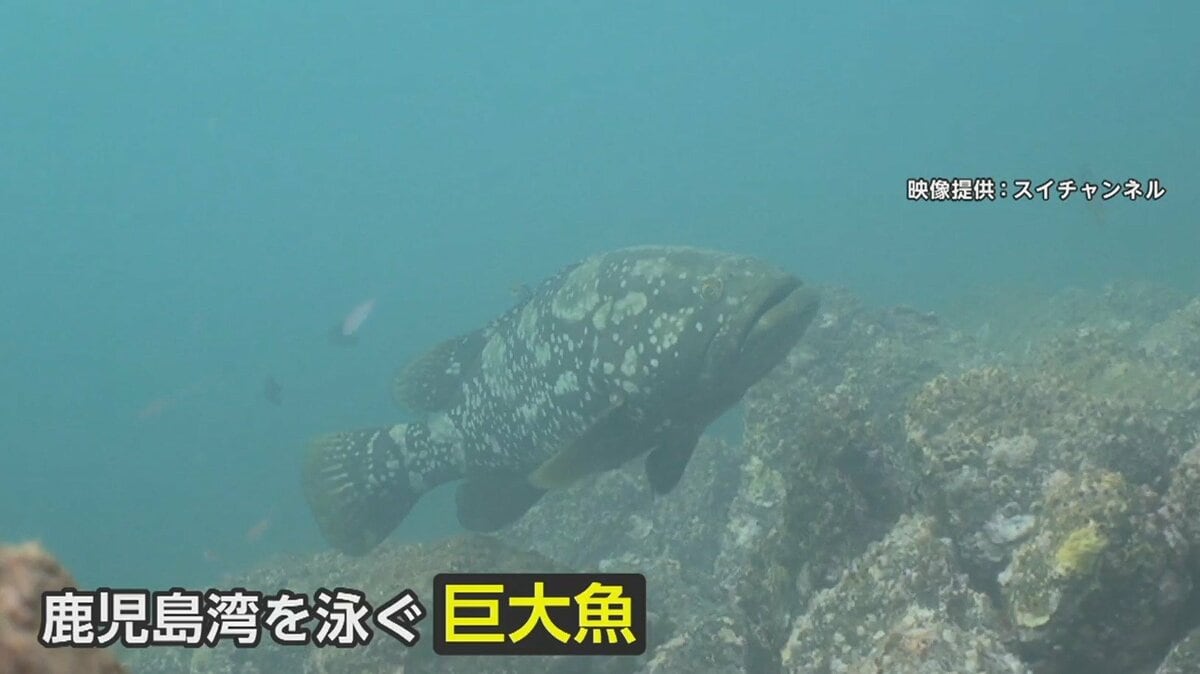 謎の巨大魚」鹿児島湾に現る 体長約1mの白いまだら模様で食欲