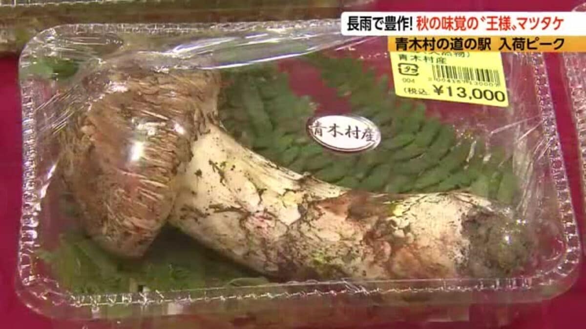 豊作”の松茸 1パック4500円～1万9000円「都内ではこの値段で買えない