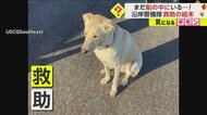 【沈没寸前の救出劇】船から2人と“動けなかった”犬1匹を救助　救難信号受け沿岸警備隊がヘリで　米・ジョージア州