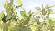 特産の「エゴマ」収穫が本格化　宮城県内一の産地・色麻町 長雨で収量減も「他にはない」品質に