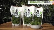 小豆島の秋の味覚「新漬けオリーブ」製造が本格化　猛暑で少雨も“水やり”がうまくいき大きな実に【香川】
