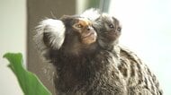 体重はピーマン1個分　手のひらサイズのサル・コモンマーモセットに赤ちゃん誕生！　大人たちの背中を渡り歩く“あざとかわいい”姿は必見　福井市の足羽山公園遊園地