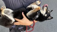 計画通り？“拒否柴”スキルを発動する愛犬がかわいい…散歩より“抱っこ”が好きなのか飼い主に聞いた