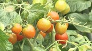 熊本はトマト生産量トップ　地震と猛暑でトマトに打撃　猛暑と強い日差しで関東でも高温障害でトマト枯れる