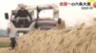 コメの価格高騰で“麦ご飯”の需要増　“シェア日本一”六条大麦　産地の坂井平野で収穫ピーク　【福井】