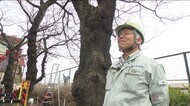 ふくしまサクラの守り人《１》　樹木医・野尻晃さん「桜は日本人の心、だから大事にしていきたい」　