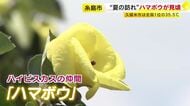 夏の訪れ　希少な「ハマボウ」群落が見頃　川沿い約1.7キロに730本が自生　絶滅危惧の”一日花”　7月末ごろまで　福岡・糸島市