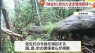 どうする弥生杉！？　台風で折れた樹齢推定3000年の屋久杉を関係者が視察　その生命力に樹木医も驚き