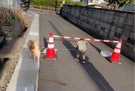 「そこくぐってどうする」男の子と柴犬の“息の合わない散歩”に爆笑…普段の仲を飼い主に聞いた