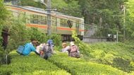 長野・天龍村で「一番茶摘み」　生育は順調「いいお茶ができる」