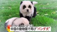 【再騒動】「これは動物虐待だ！」“パンダ犬”が中国の動物園に再び登場し論争に　苦情相次ぎ展示取りやめてペットショップに返却