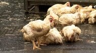 「ニワトリが逃げている」国道でトラックが荷崩れ　数千羽が投げ出される　現場は交通量多く回収作業などで渋滞も　宮城・大崎市