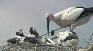コウノトリが“電柱の巣”で子育て ひな4羽が元気に成長　九州唯一の繁殖地、佐賀・白石町での巣づくりは4年連続