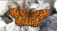 「貴重なチョウなので捕まえたかった」岡山県の55歳男を逮捕　絶滅危惧種「コヒョウモンモドキ」を捕獲した疑い　捕獲による逮捕は全国初 　長野・松本市の乗鞍高原