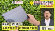 新茶の収穫をAIがお助け　茶葉を撮影してタイミングを判断【ネタプレ経済部】