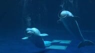 しまね「アクアス」のシロイルカ「いつもより多めに幸せ届けます」特別なパフォーマンス  １６日まで